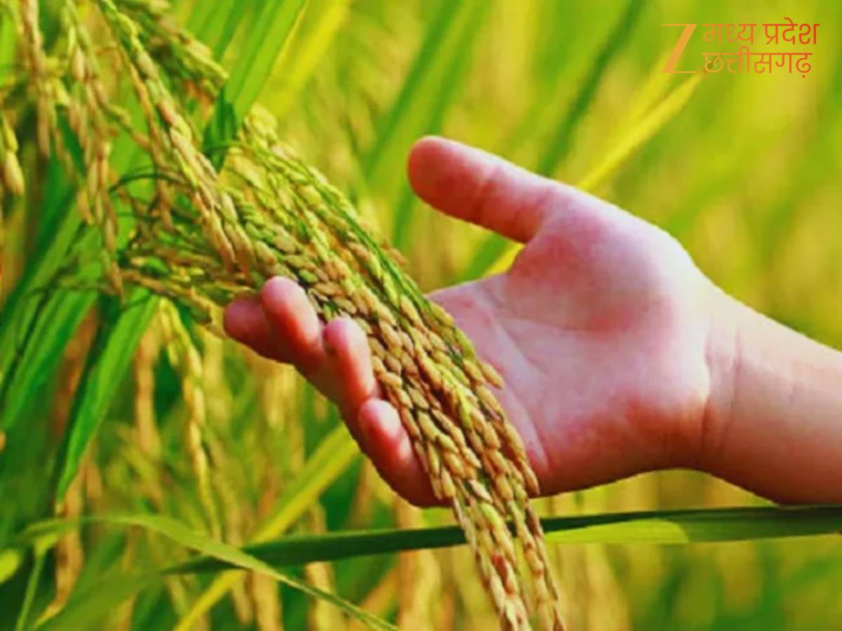 15 नवंबर से खरीदी