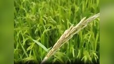 बारिश से धान की फसल में लगा 'तना छेदक रोग', टेंशन में हजारीबाग के किसान
