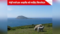 11 लोगों वाले इस आइलैंड को किरायेदारों की तलाश, जहां इंसानों से ज्यादा हैं भेड़ें