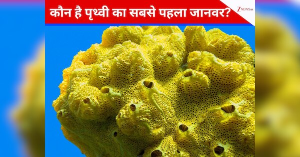 what is the first animal on Earth | sea sponges is one of the earths ...
