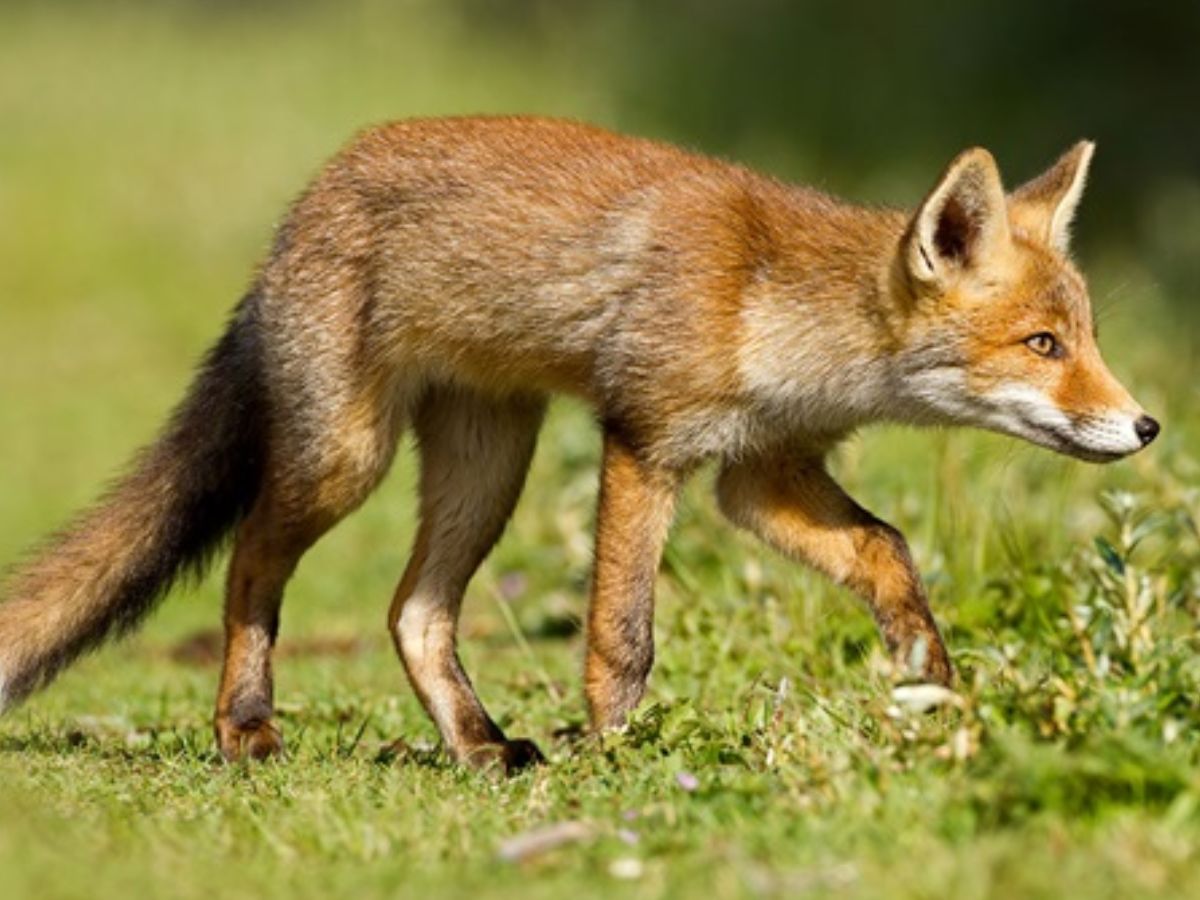 लाल लोमड़ी