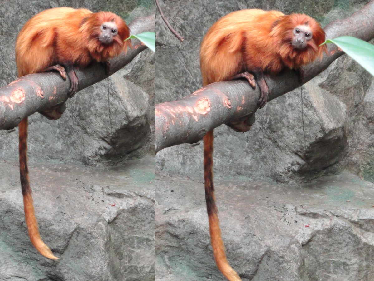 गोल्डन लायन तामारिन