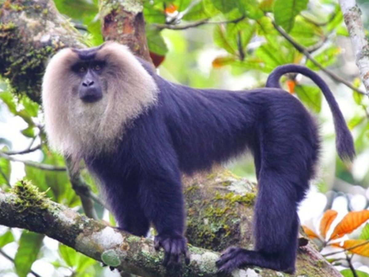 मकाक बंदर