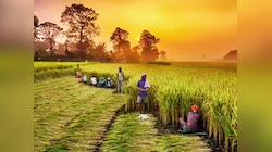 चुनाव से ठीक पहले पीएम मोदी ने बिहार के 75 लाख किसानों को खुश कर दिया! 