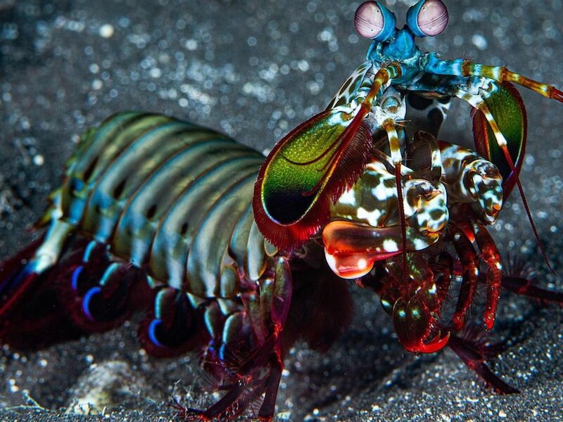 मैंटिस श्रिम्प 