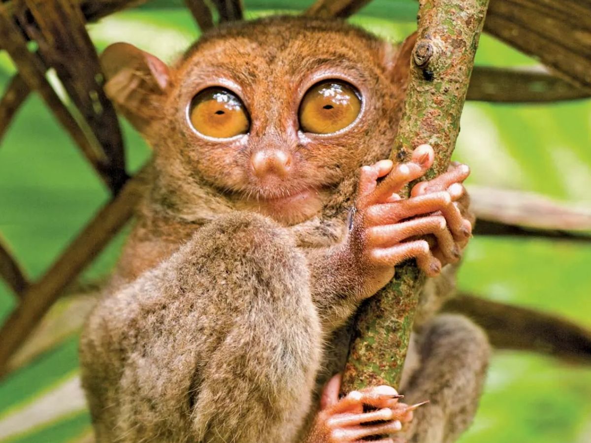 टार्सियर प्राइमेट