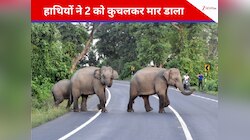 नींद में थी दादी-पोती, हाथियों के झुंड ने कुचलकर मार डाला, क्यों हो रहे ऐसे हमले?