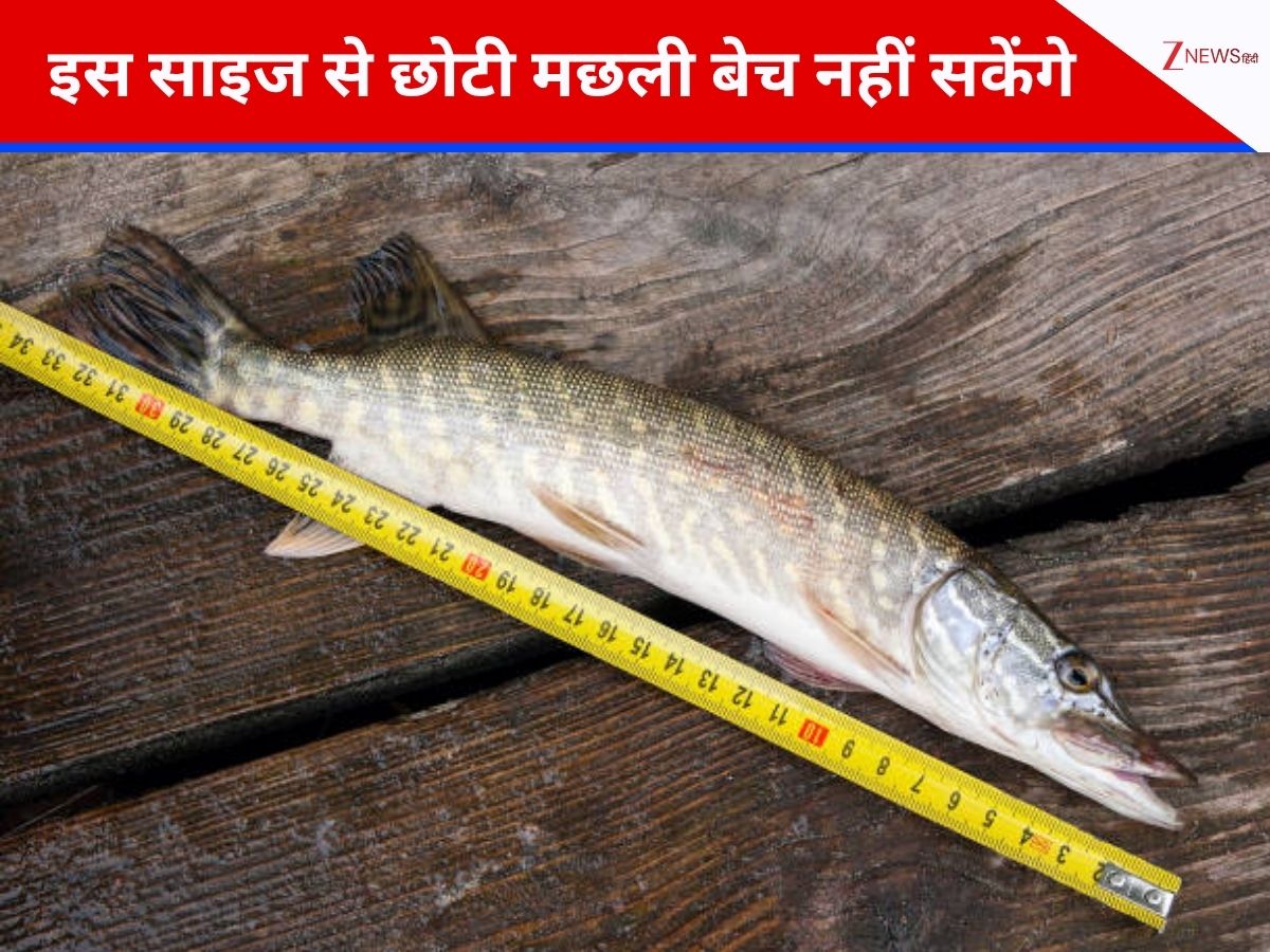इस साइज से छोटी मछली बेचेंगे तो होगी सजा, महाराष्ट्र सरकार को क्यों लेना पड़ा ऐसा फैसला? इस साइज से छोटी मछली बेचेंगे तो होगी सजा, महाराष्ट्र सरकार को क्यों लेना पड़ा ऐसा फैसला?