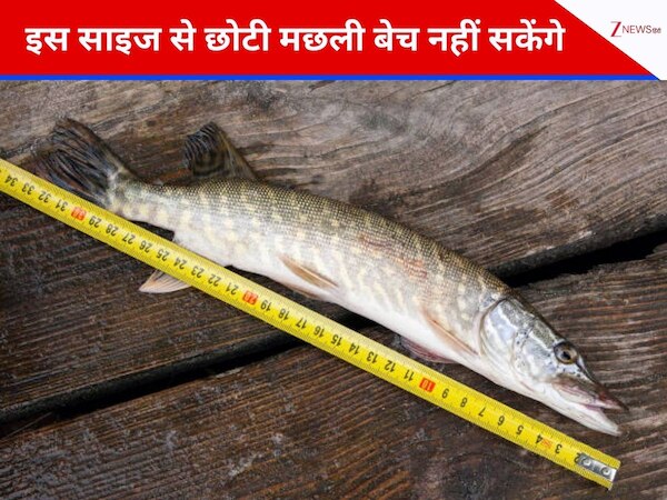 इस साइज से छोटी मछली बेचेंगे तो होगी सजा, महाराष्ट्र सरकार को क्यों लेना पड़ा ऐसा फैसला?