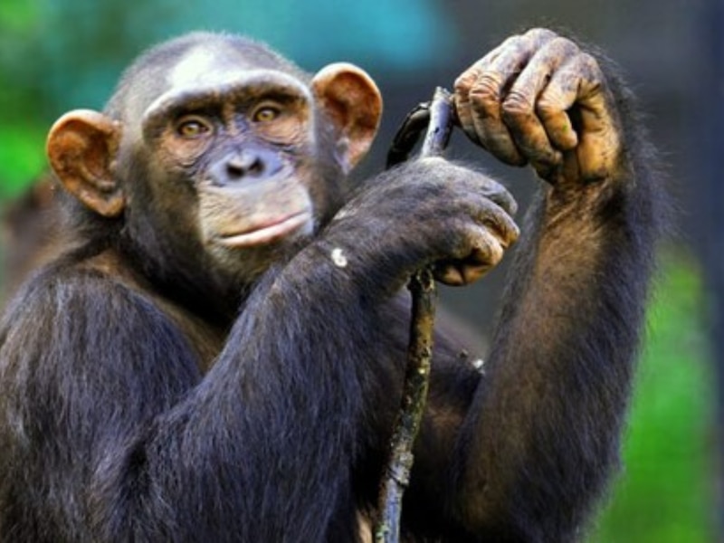  चिंपांजी होता है सबसे जीनियस