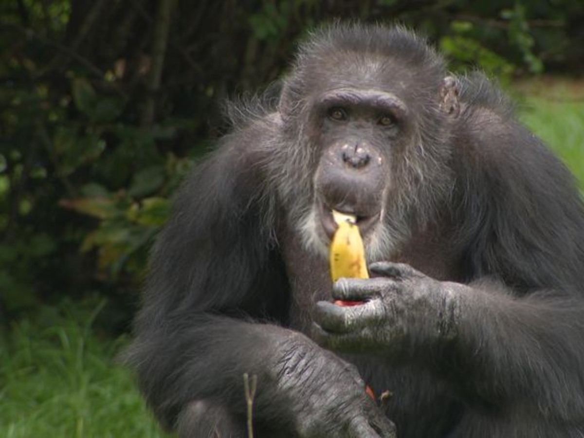 आखिर कौन है जंगल का ‘ब्रेन मास्टर’?