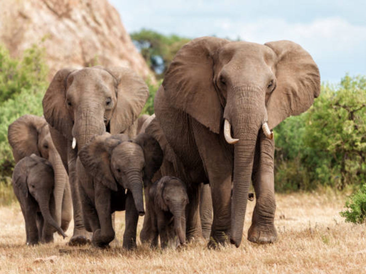 शेर और भालू भी पीछे रह गए