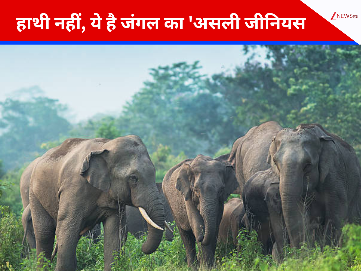 हाथी नहीं है सबसे बुद्धिमान जानवर