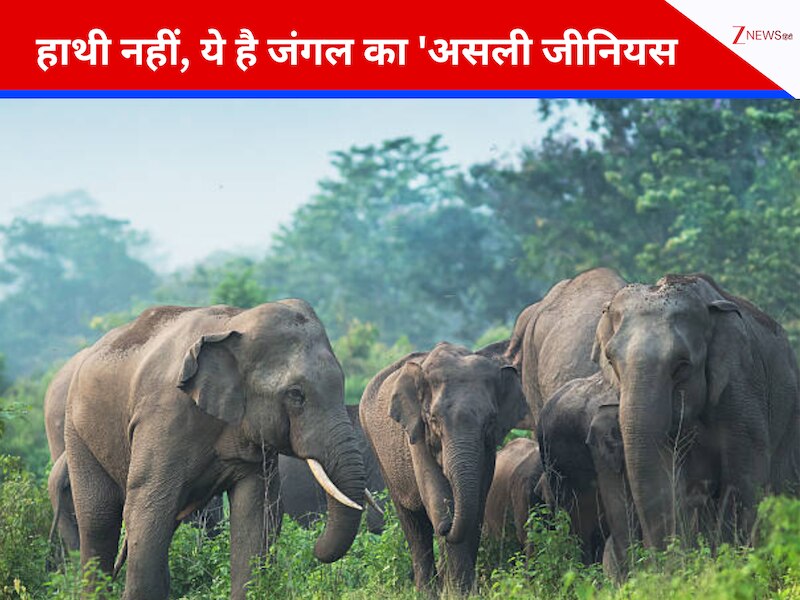 हाथी नहीं है सबसे बुद्धिमान जानवर