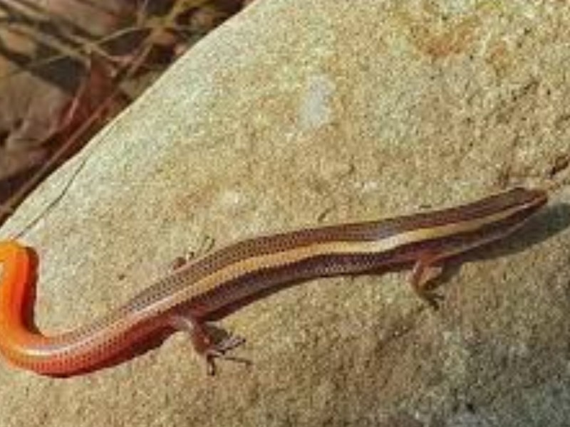 कहां रहते हैं