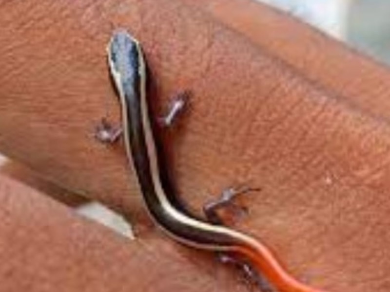 भारत में कितनी बभनी 