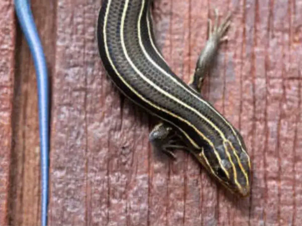 बिना नर के बच्चें पैदा