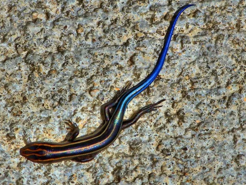 चमकीली और मुलायम