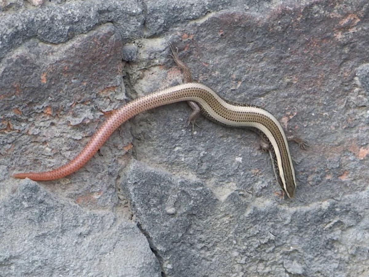 सांप की मौसी का नाम