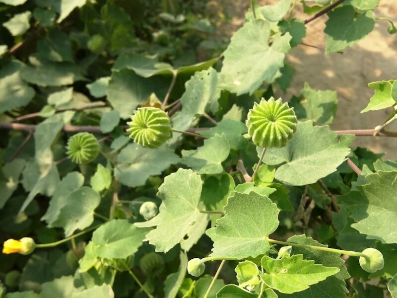 benefits of atibala plant for joint pain and fever relief herbs in ...