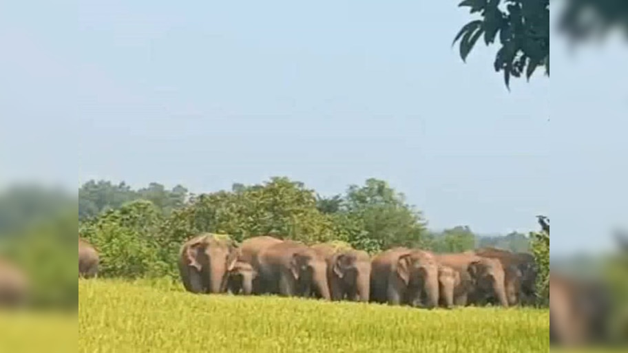 Odisha News: ପାଟଣା ରେଞ୍ଜରେ ହାତୀପଲ ଆତଙ୍କ, ଭାଙ୍ଗିଲେ ଘର ସହ...