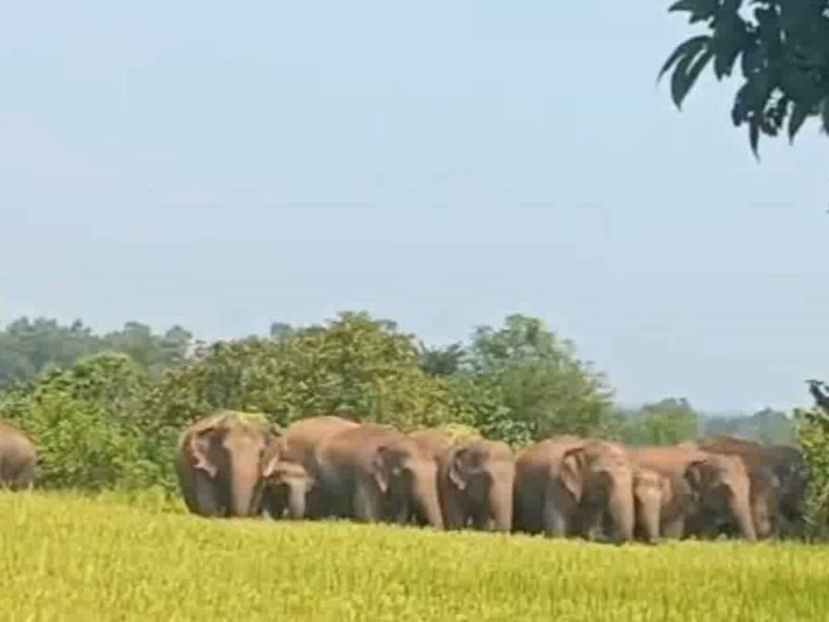 Odisha News: ପାଟଣା ରେଞ୍ଜରେ ହାତୀପଲ ଆତଙ୍କ, ଭାଙ୍ଗିଲେ ଘର ସହ... Odisha News: ପାଟଣା ରେଞ୍ଜରେ ହାତୀପଲ ଆତଙ୍କ, ଭାଙ୍ଗିଲେ ଘର ସହ...