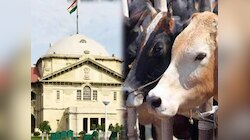 गौ-हत्या के नाम पर हो रहे फर्जी मुकदमे, इलाहाबाद HC ने योगी सरकार को लगाई फटकार