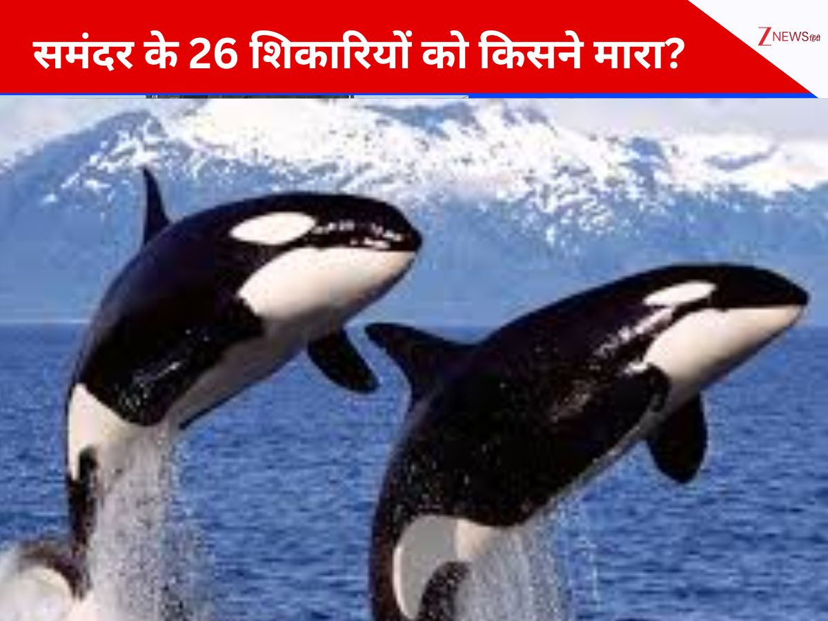 कुछ अजीब घट रहा है समुद्र में, 26 'शक्तिशाली शिकारी' एक साथ खत्म; किलर व्हेल्स की मौत का अनसुलझा मंजर कुछ अजीब घट रहा है समुद्र में, 26 'शक्तिशाली शिकारी' एक साथ खत्म; किलर व्हेल्स की मौत का अनसुलझा मंजर