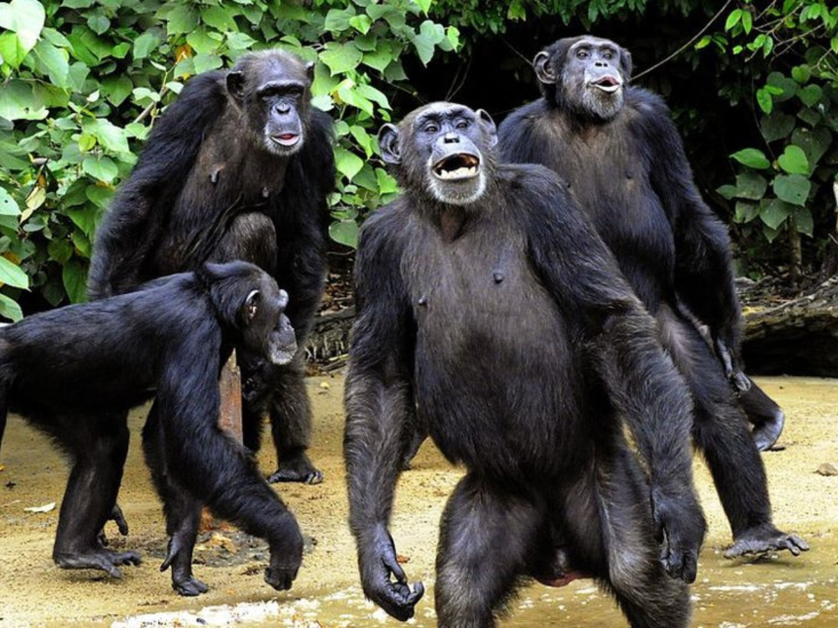 चिंपैंजी