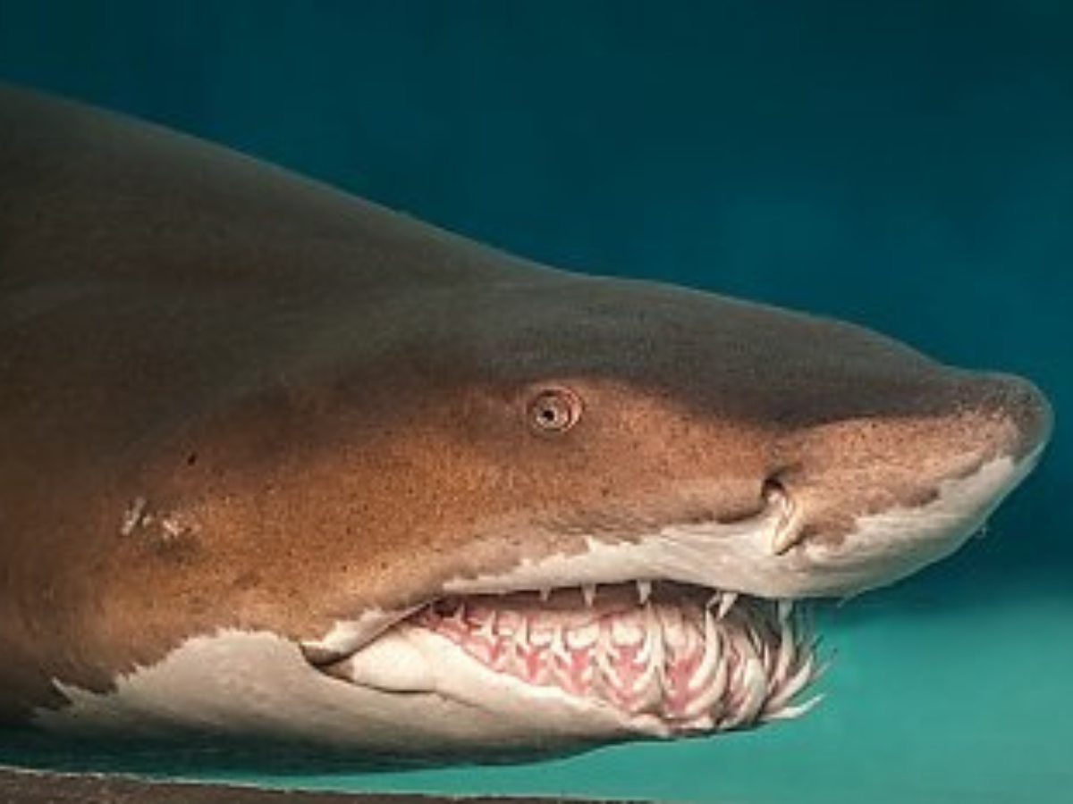 सैंड-टाइगर शार्क