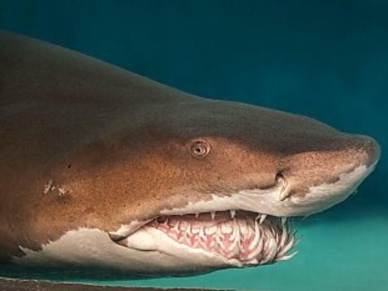 सैंड-टाइगर शार्क