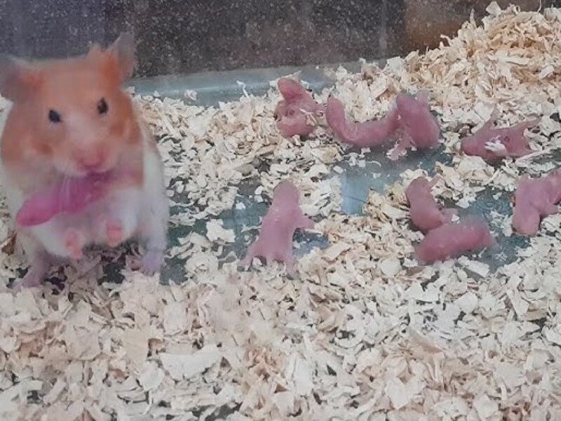 हैम्सटर