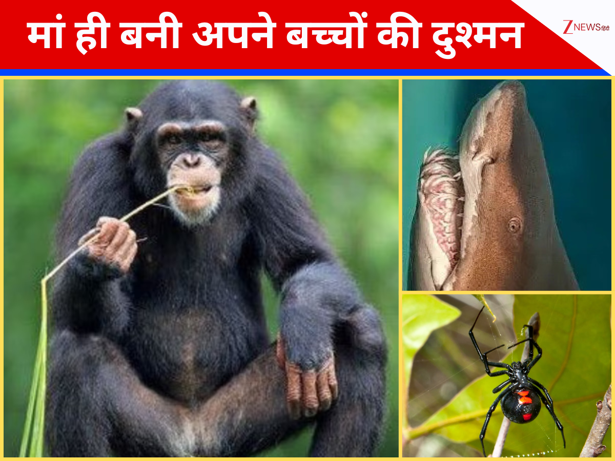 बच्चे खाने वाले जानवर