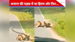 दम घोंटकर हिरण को मार रहा था अजगर, तभी महिला ने रोकी अपनी कार और फिर...