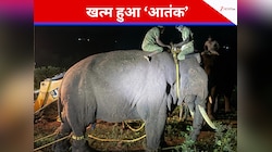 रस्सियों में बंधा जंगल का 'विलेन', खत्म हुआ 'रोलेक्स' का आतंक, वीडियो आया सामने