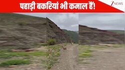 फिजिक्स का नियम फेल हो गया...एक पहाड़ से दूसरे पहाड़ पर छलांग लगाते दिखी बकरियां
