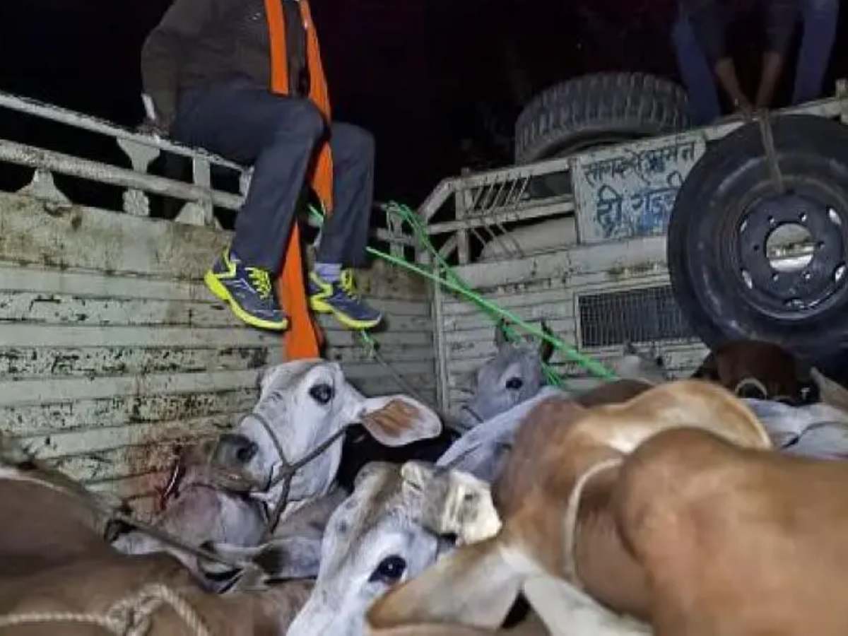 गाय तस्करी की झूठी सूचना देकर गौ रक्षक सोनू को बुलाया फिर मारी गोली; BJP ने निकाला AIMIM एंगल गाय तस्करी की झूठी सूचना देकर गौ रक्षक सोनू को बुलाया फिर मारी गोली; BJP ने निकाला AIMIM एंगल