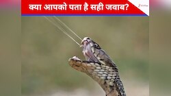 GK Quiz: 90% लोगों को नहीं पता होगा, सांप का जहर किस रंग का होता है? 