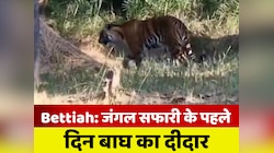 आज से खुला वाल्मीकि टाइगर रिजर्व, जंगल सफारी के पहले ही दिन हुआ बाघ का दीदार