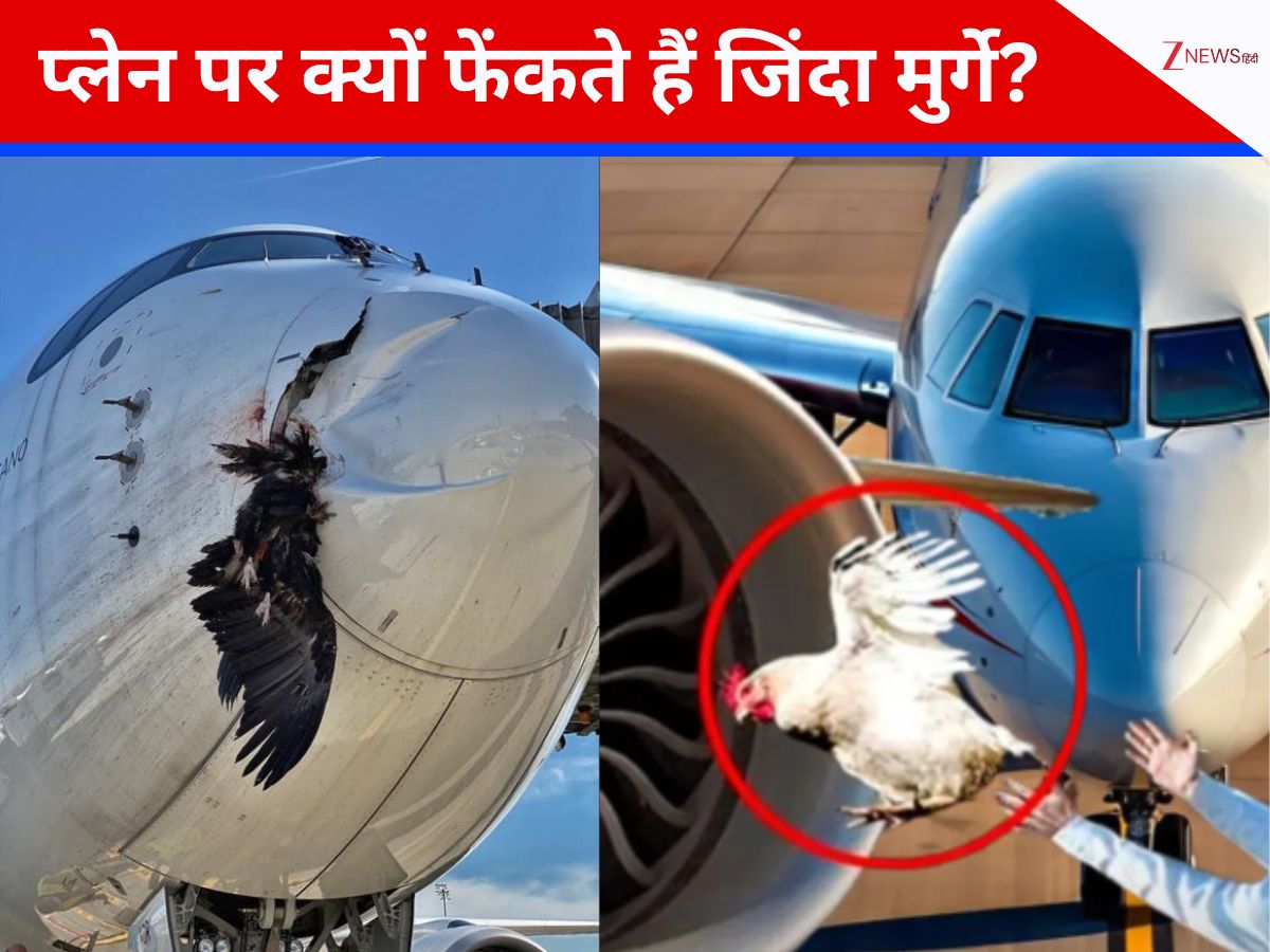 Explainer: क्या होता है चिकन गन टेस्ट, जिसमें विमानों के कांच पर दागे जाते हैं जिंदा मुर्गे?