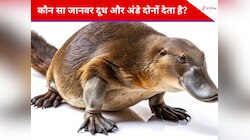 क्या आप जानते हैं कौन सा जानवर दूध और अंडे दोनों देता है? 