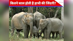 आखिर कितने दिन तक जिंदा रह सकते हैं हाथी, जवाब सुनकर यकीन नहीं कर पाएंगे आप 