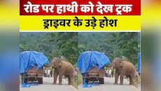 बाल-बाल बचा ड्राइवर, जंगल से सड़क पर आया हाथी, मंजर देख थम गईं सांसें