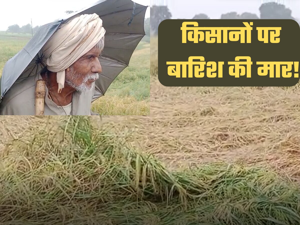 Unseasonal rains ruin crops standing paddy crops fall in fields huge ...