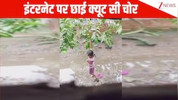 मेहनत से चप्पल निकाल ईंट पर चढ़ कर अमरूद तोड़ती दिखी छोटी सी चोर, देख लोग बोले- इससे Cute कुछ नहीं...