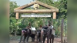 वाइल्‍ड लाइफ लवर के लिए गुड न्यूज, आज से खुल गया दुधवा टाइगर रिजर्व