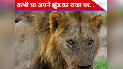 क्या बूढ़ा होने पर आत्महत्या कर लेता है शेर? जनिए कैसा होता है जंगल के राजा का जीवन