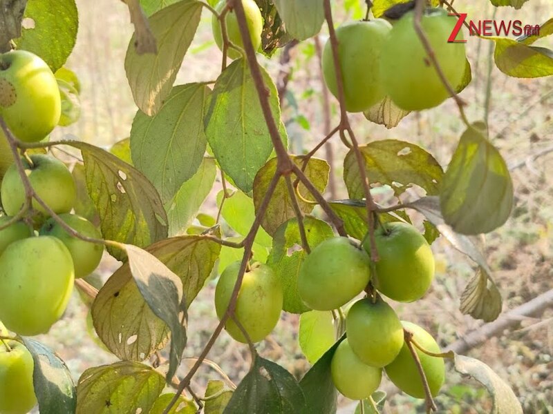 According to Vastu Shastra these 5 trees can make you poor dont plant ...