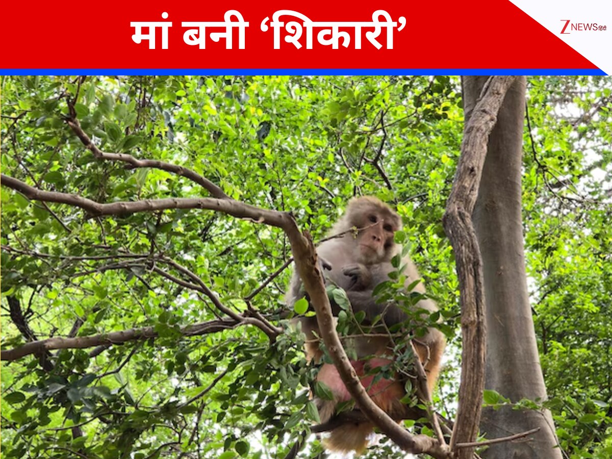 US Woman Shoots Lab Monkey To Protect Her Kids Out of 25 monkeys only ...