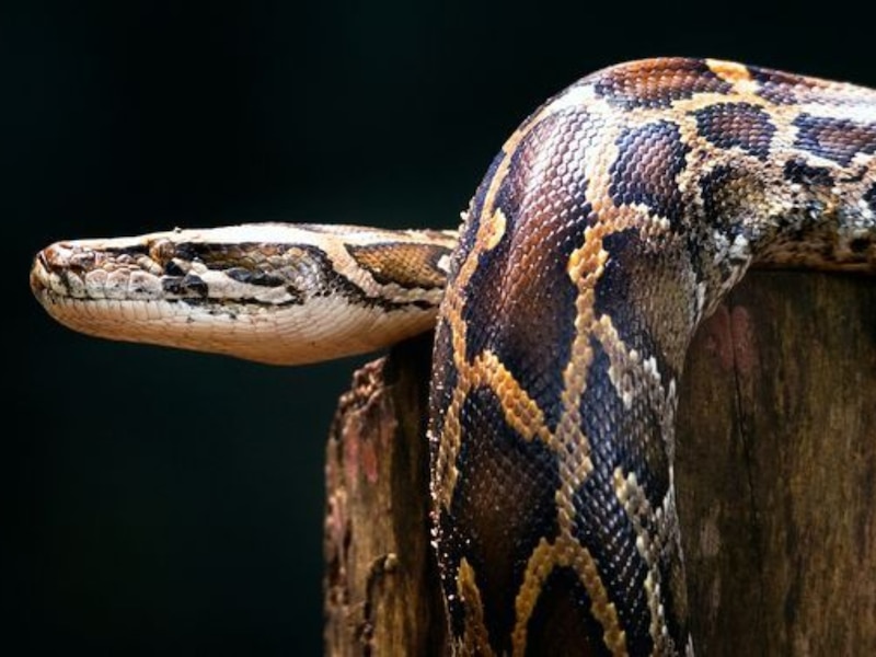 deadly snake that appears in winter know all fact about ajgar python in ...